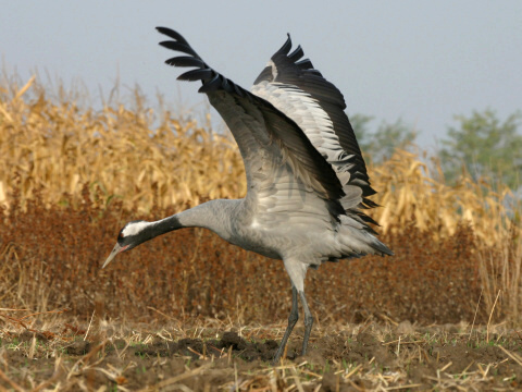 �eriav popolav�
 (Grus grus
)