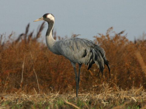 �eriav popolav�
 (Grus grus
)