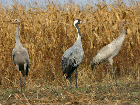 �eriav popolav�
 (Grus grus
)