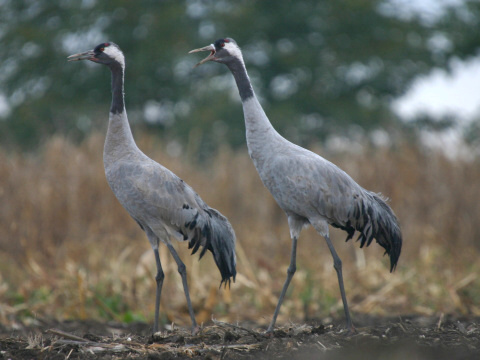 �eriav popolav�
 (Grus grus
)