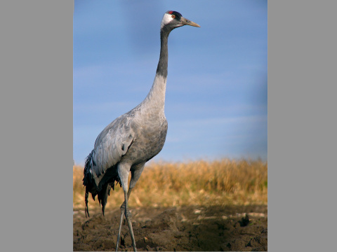 �eriav popolav�
 (Grus grus
)